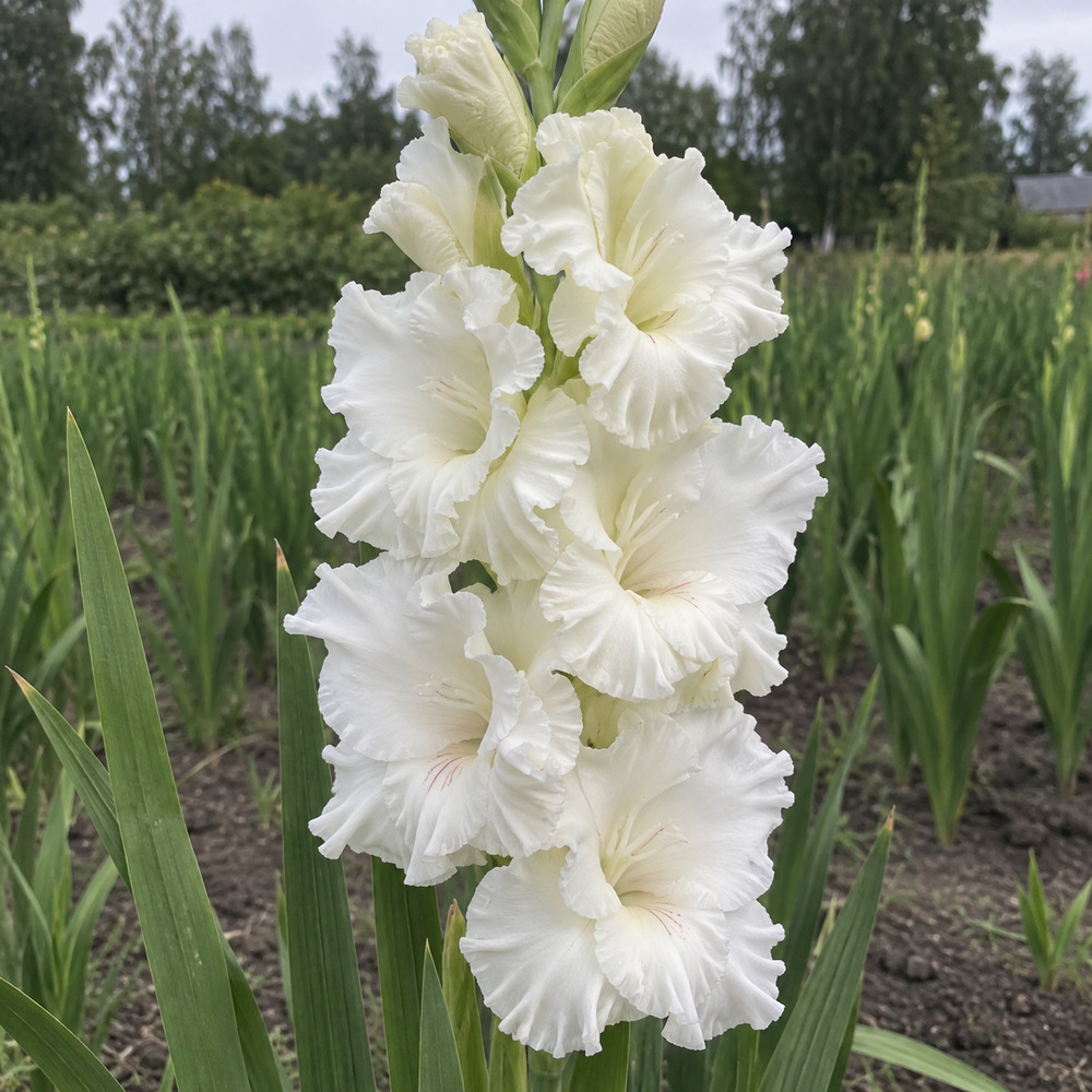 Ажурная Снежинка